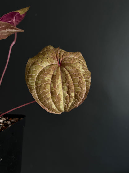Dioscorea Discolor | 6 cm pot [B]