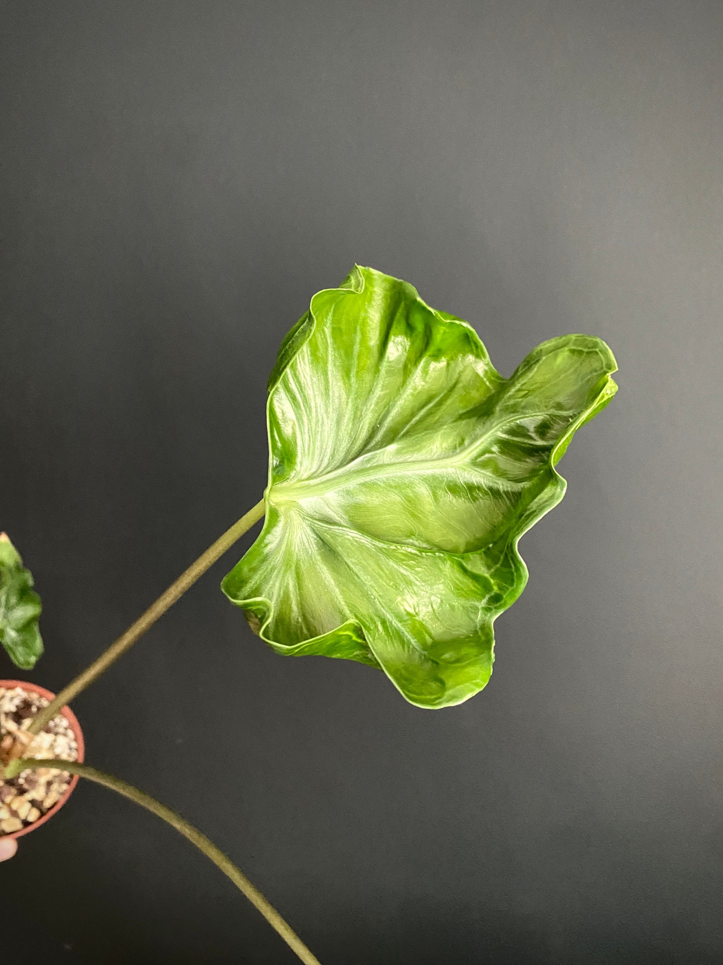 Alocasia Teletubbies | 10 cm pot