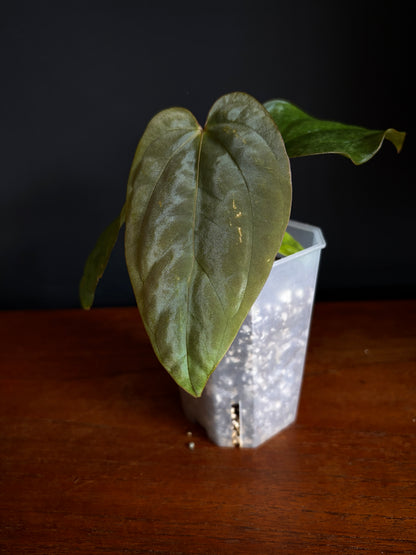 Anthurium Antolakii/BVEP (Scott x Tezula) | 7 cm pot