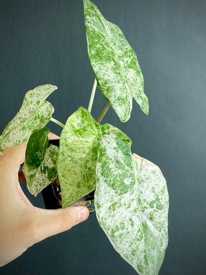 Alocasia Macrorrhizos Splash variegated | 7 cm pot