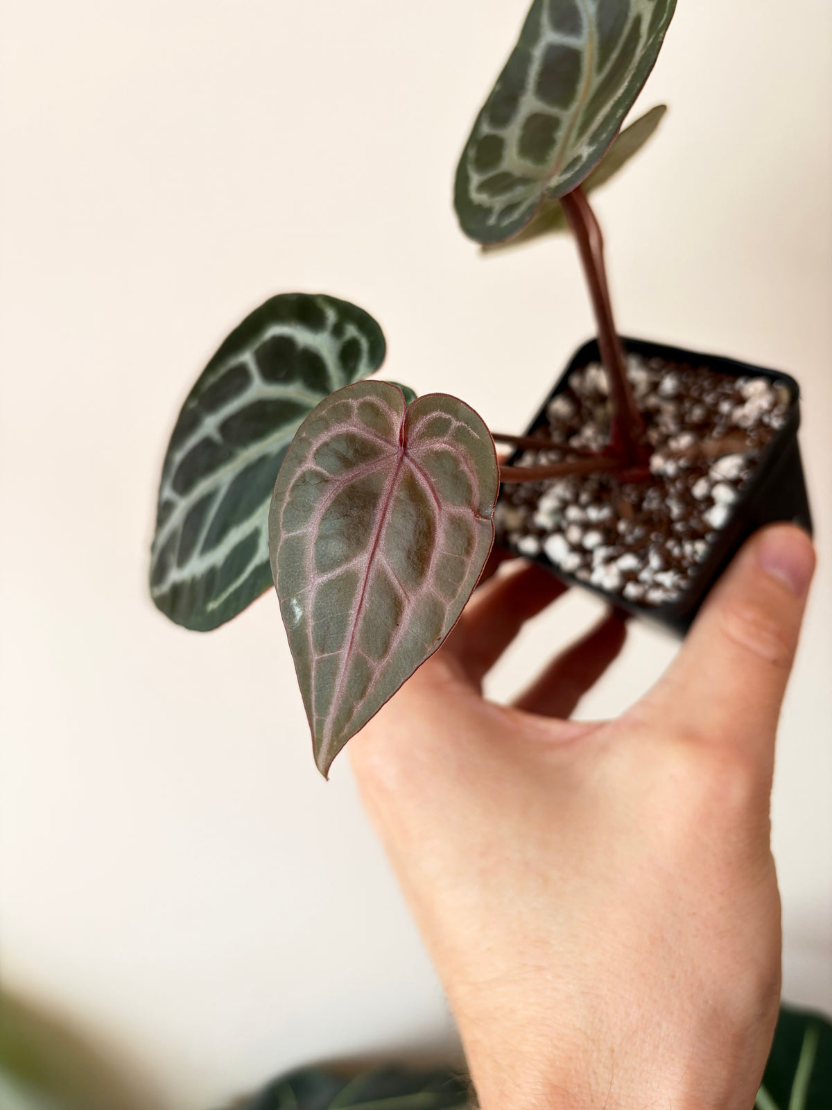 Anthurium DB Michelle | 7 cm pot
