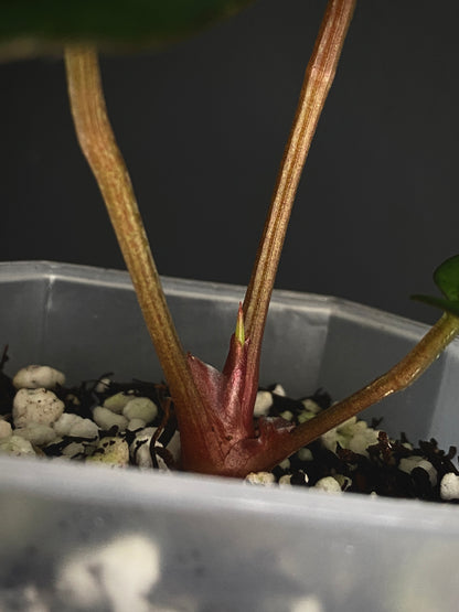 Anthurium Carlablackiae | 7 cm pot [A]