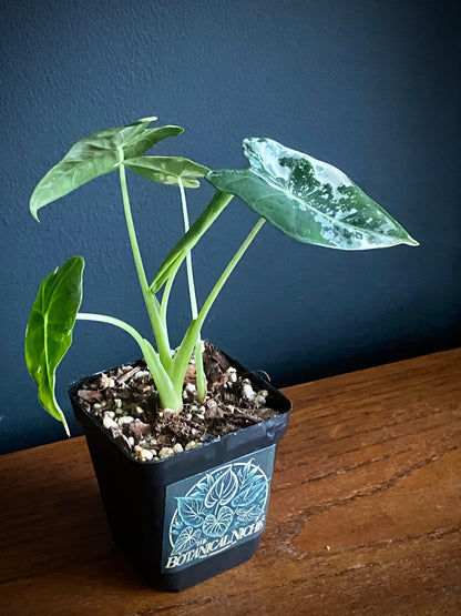 Alocasia Frydek Albo variegated | 7 cm pot