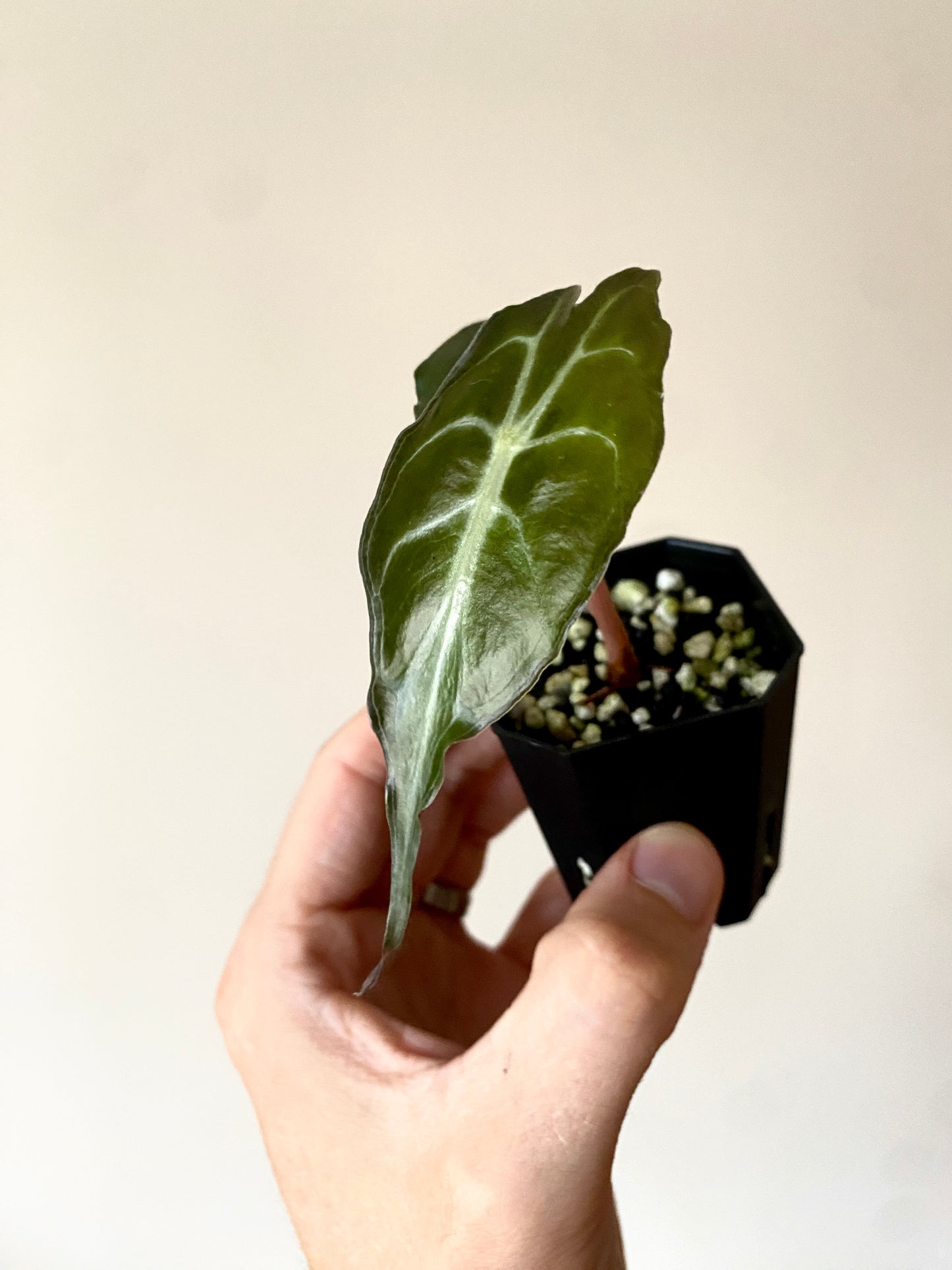Alocasia Venom | 5 cm pot
