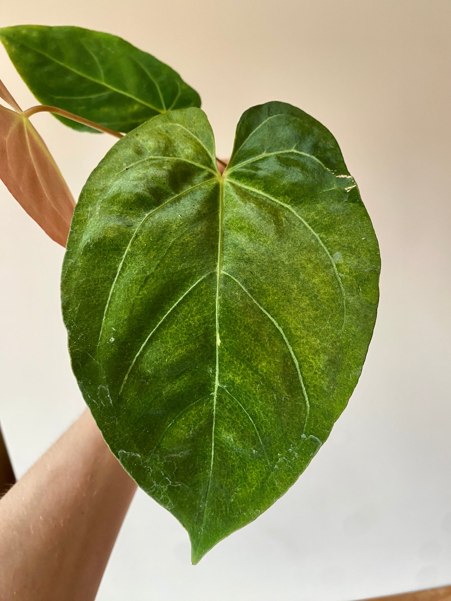 Anthurium X-one X Blue Papillilaminum mint variegated | 7 cm pot