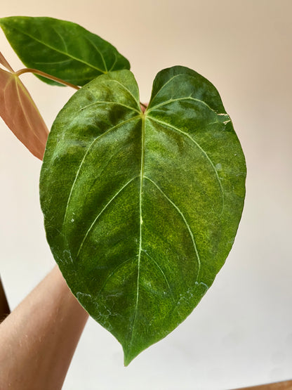 Anthurium X-one X Blue Papillilaminum mint variegated | 7 cm pot