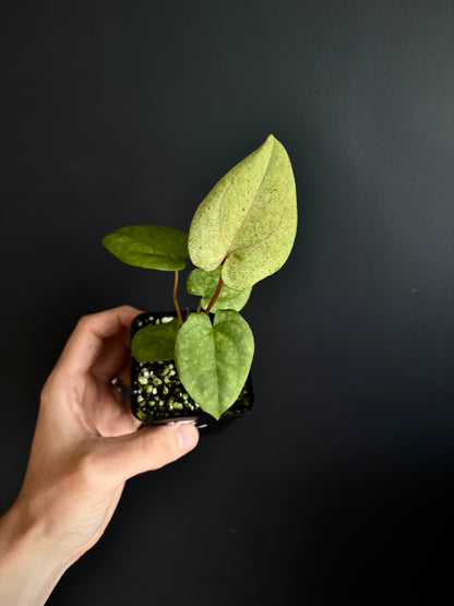 Anthurium Dark Phoenix mint variegated | 7 cm pot [B]