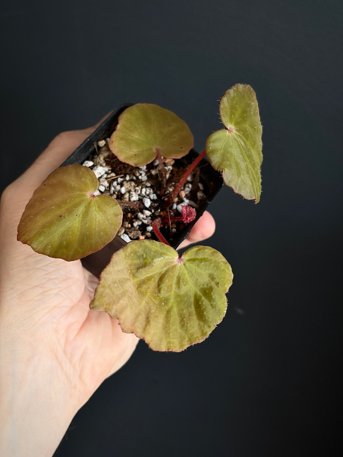 Begonia Ozotothrix | 6 cm pot [B]