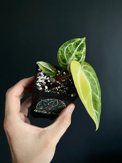 Anthurium Pap.Crystal var X Tezula Red Crystallinum | 7 cm pot [B]