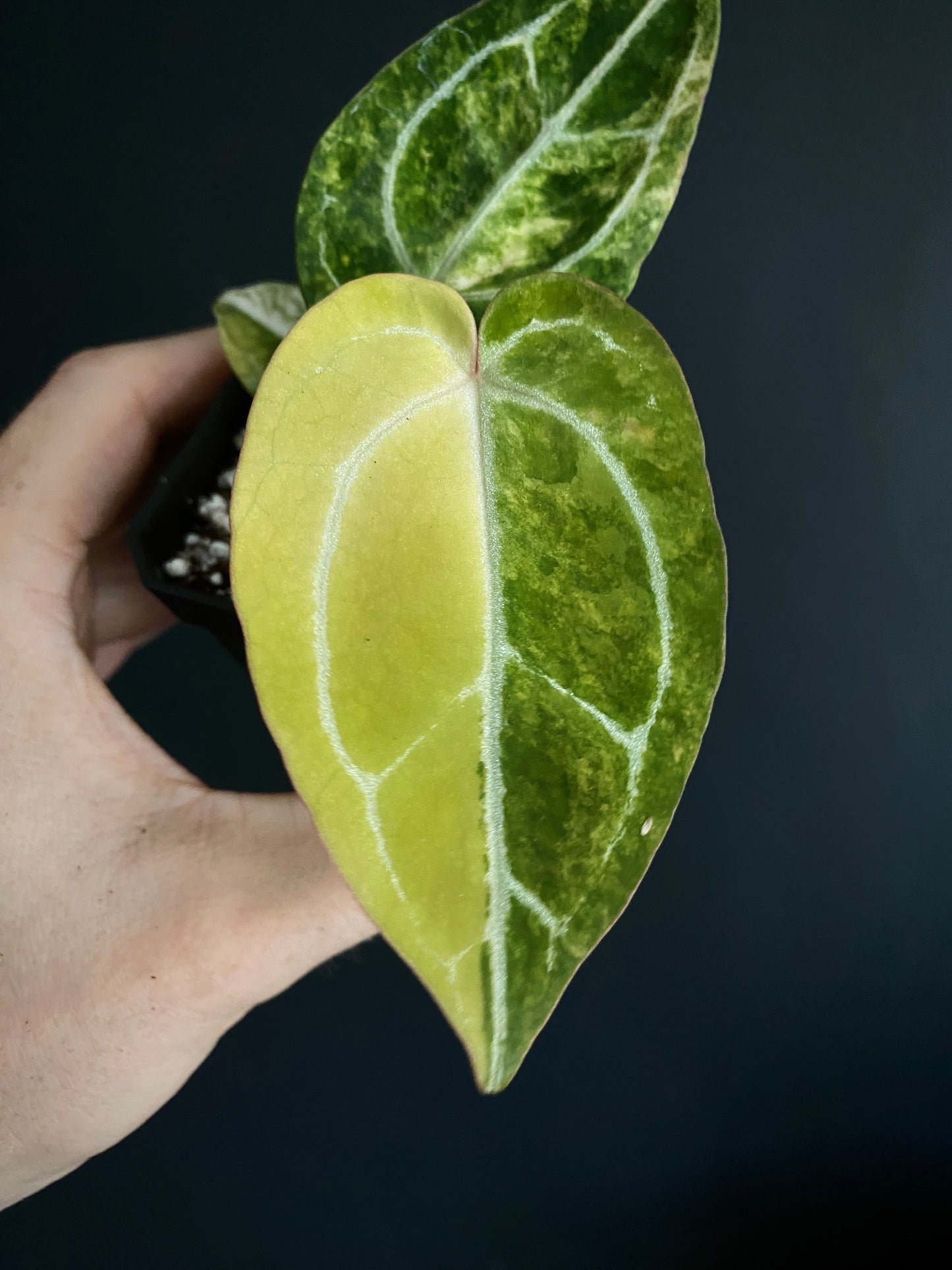 Anthurium Pap.Crystal var X Tezula Red Crystallinum | 7 cm pot [B]