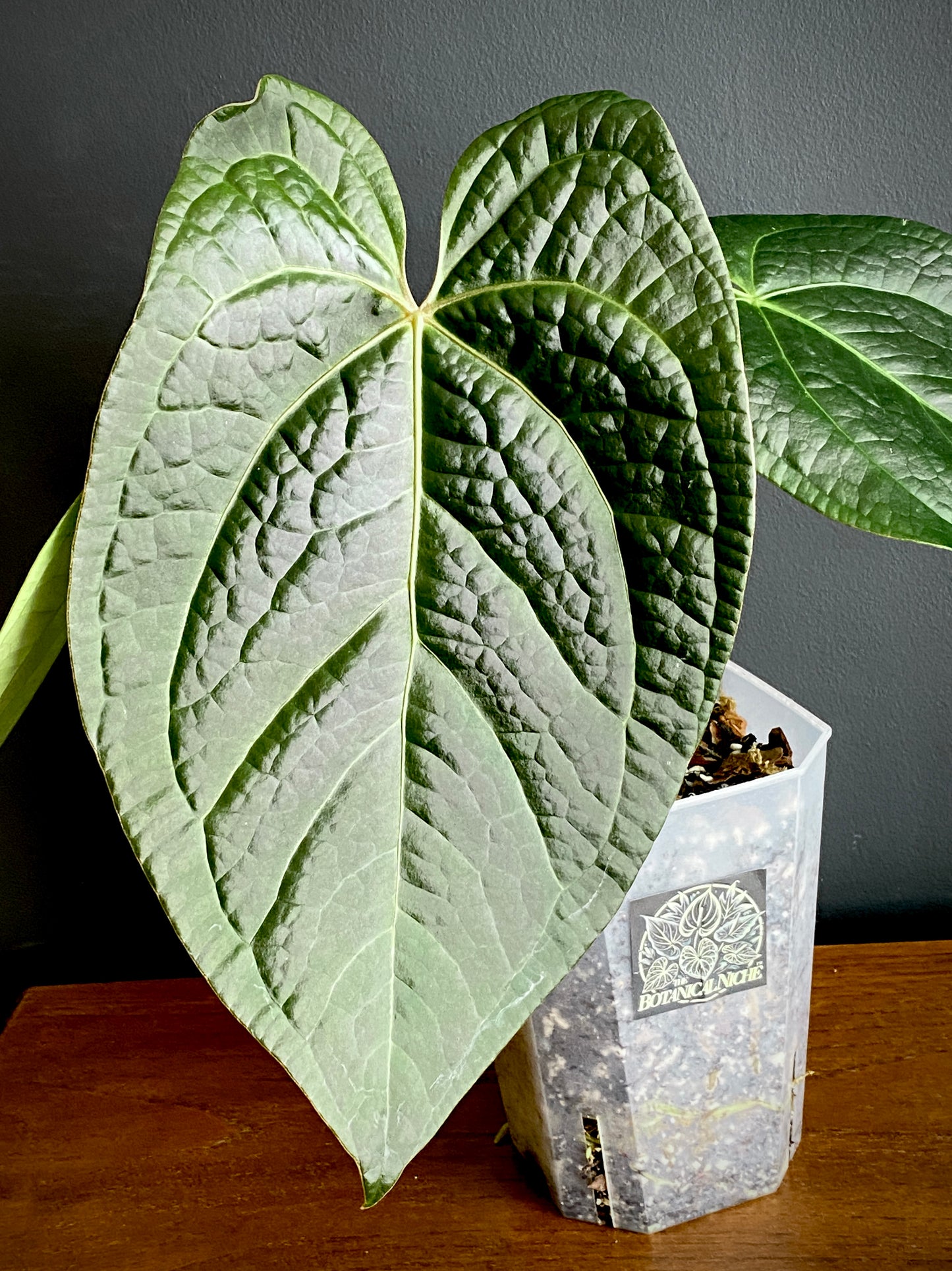 Anthurium Goliath X Luxurians | 12 cm pot