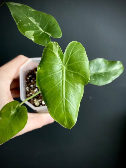 Alocasia Okinawa Silver variegated | 7 cm pot