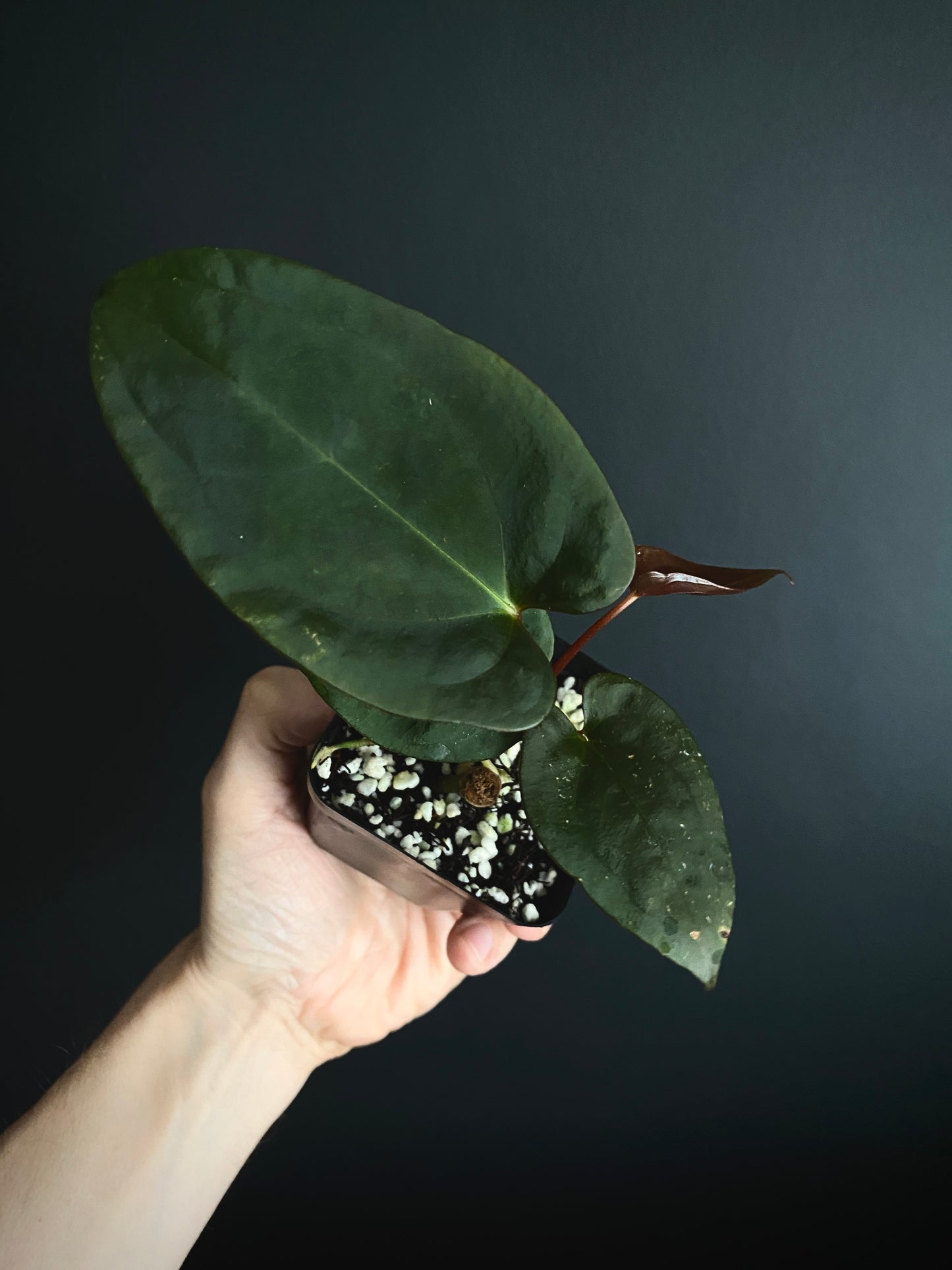 Anthurium Velvet Moira (Papillilaminum x Subsignatum) X Portillae | 7 cm pot