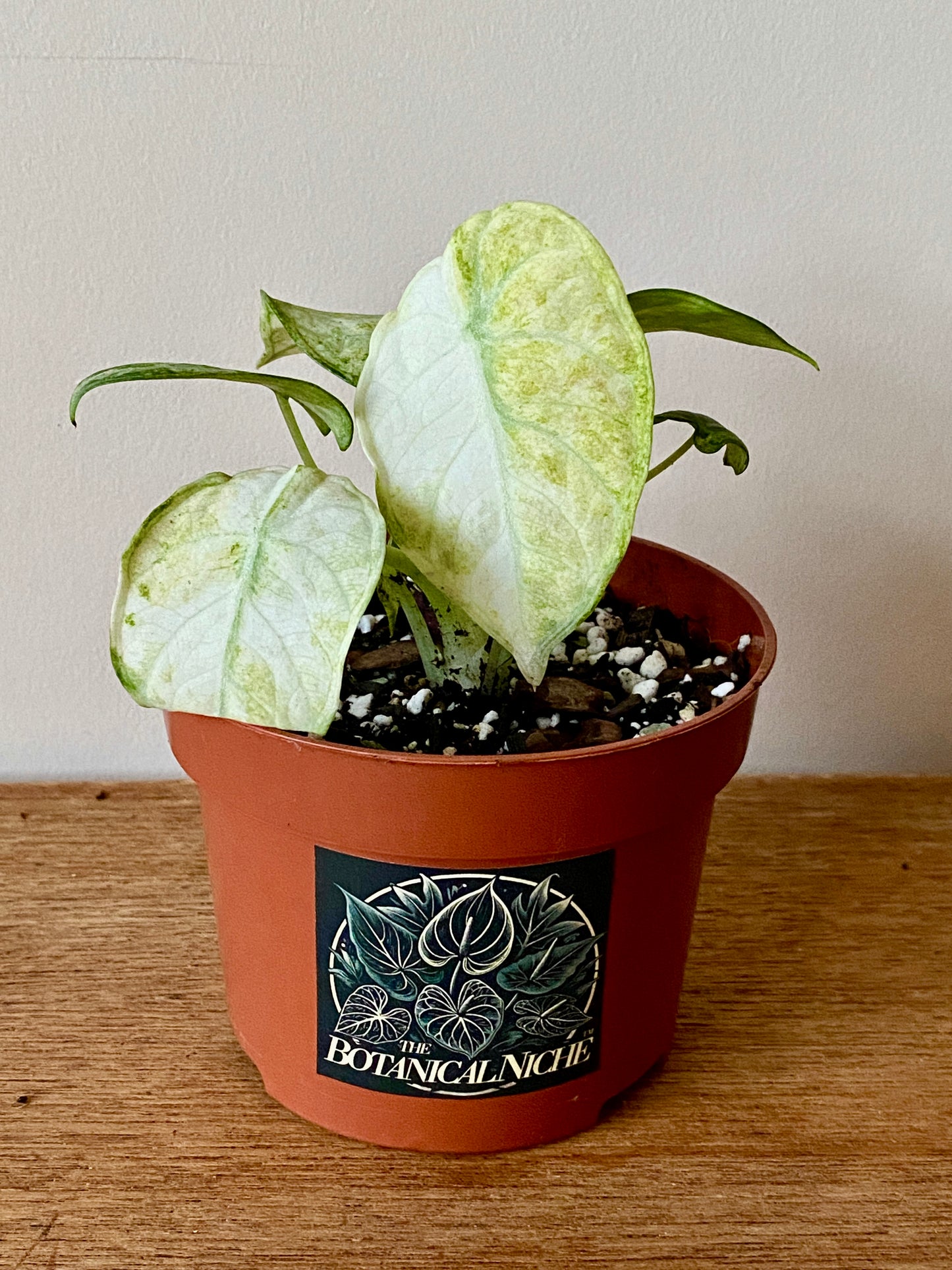 Alocasia Ninja Tricolor variegated | 10 cm pot [B]