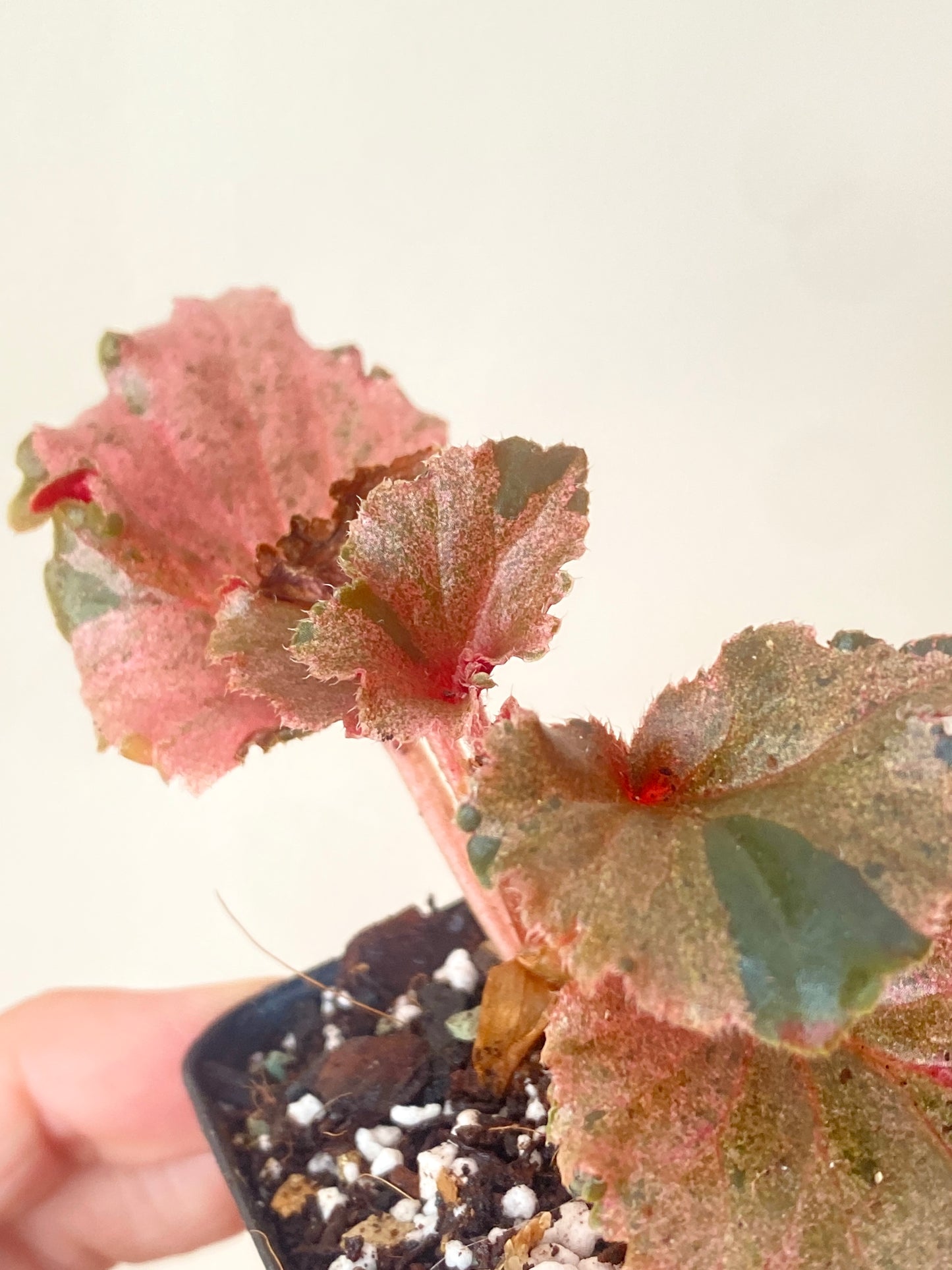 Begonia Cucullata Pink variegated | 6 cm pot