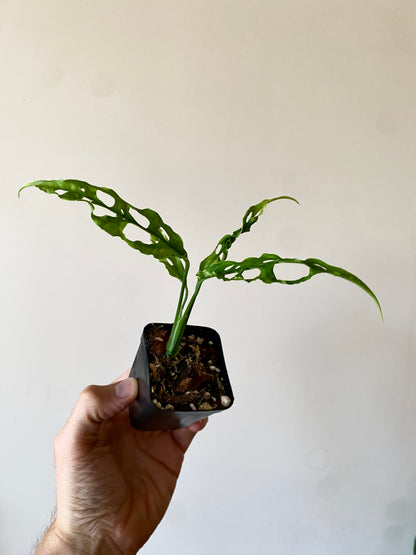 Monstera Obliqua Peru | 6 cm pot