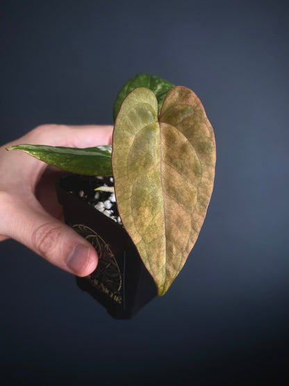 Anthurium Papillilaminum var X (Darkest Panama x X-one) | 7 cm pot [super-select]