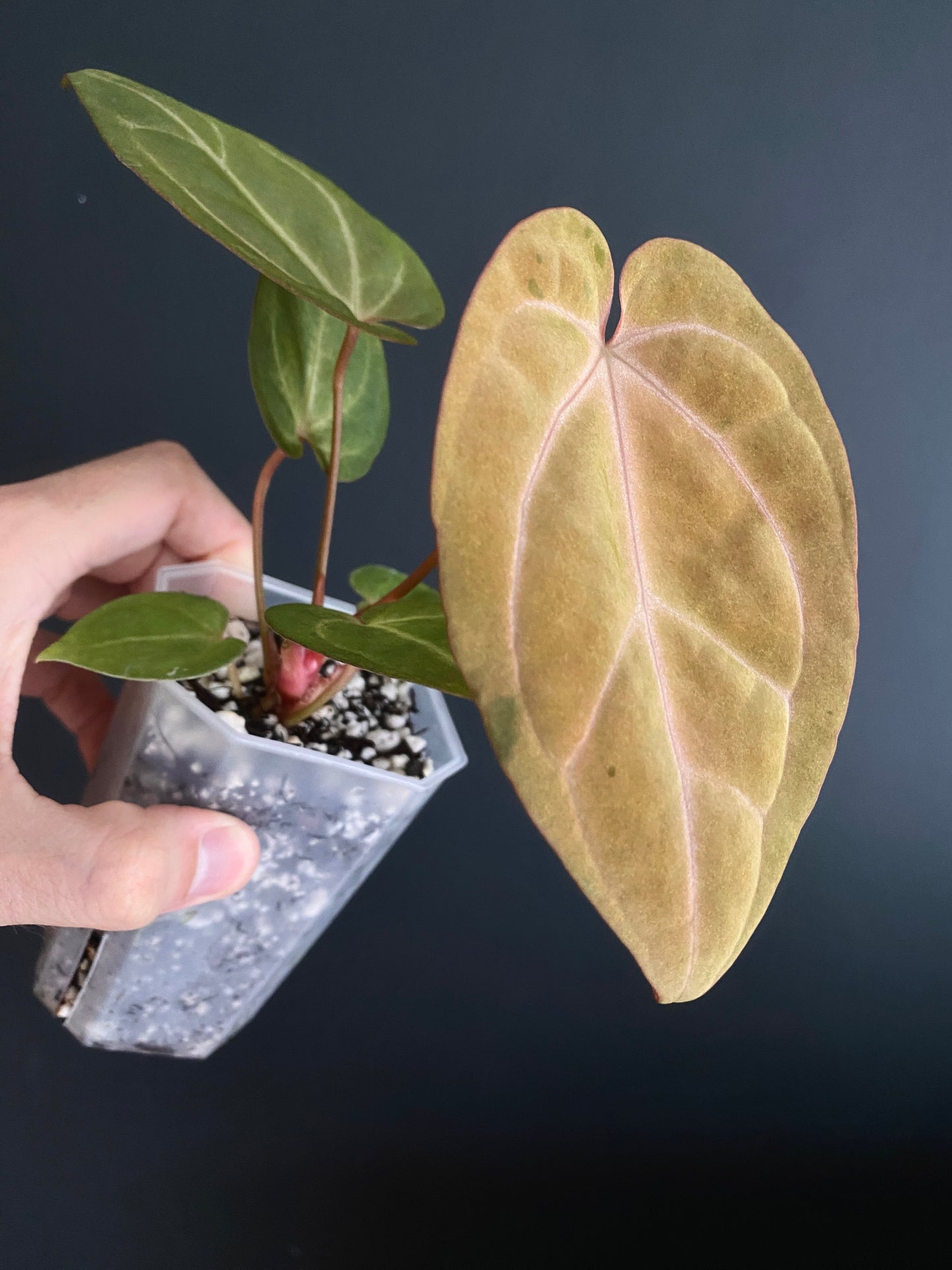 Anthurium Papillilaminum var A88 X AOS SKG (mint variegated) | 7 cm pot