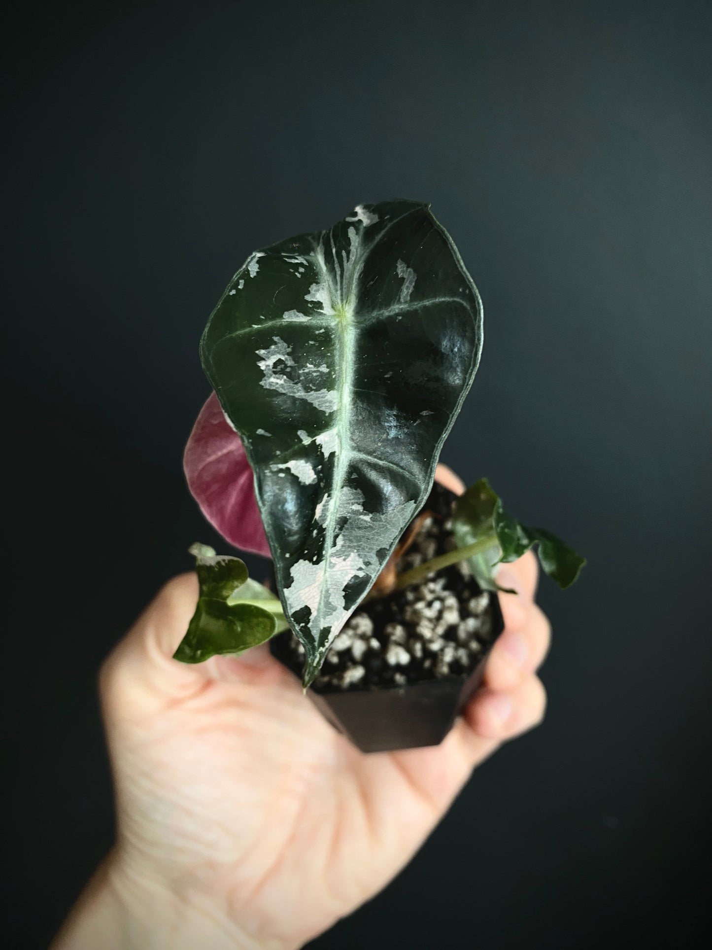 Alocasia Polly Pink variegated | 5 cm pot [B]