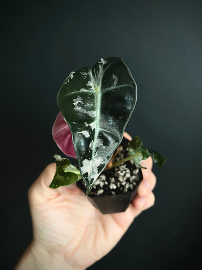 Alocasia Polly Pink variegated | 5 cm pot [B]