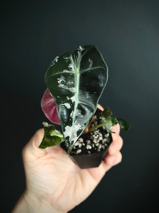Alocasia Polly Pink variegated | 5 cm pot [B]