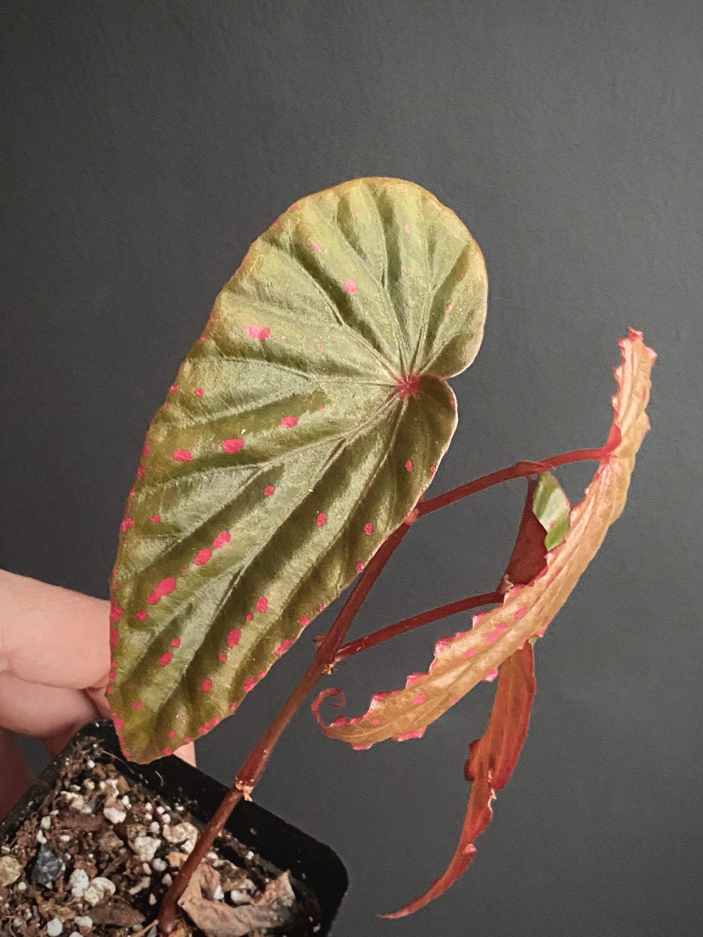 Begonia Negrosensis X Nothobaramensis | 6 cm pot [B]