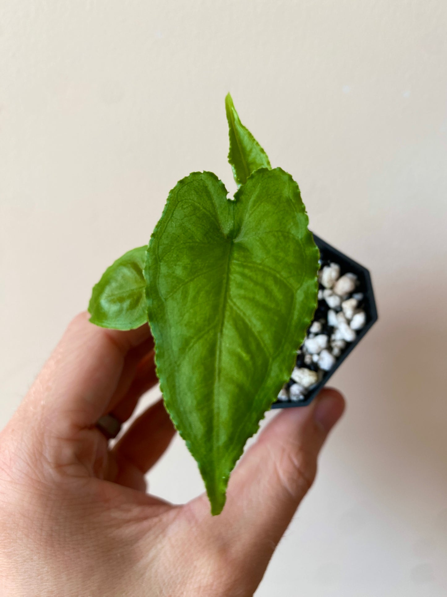 Alocasia Olanii | 5 cm pot [A]