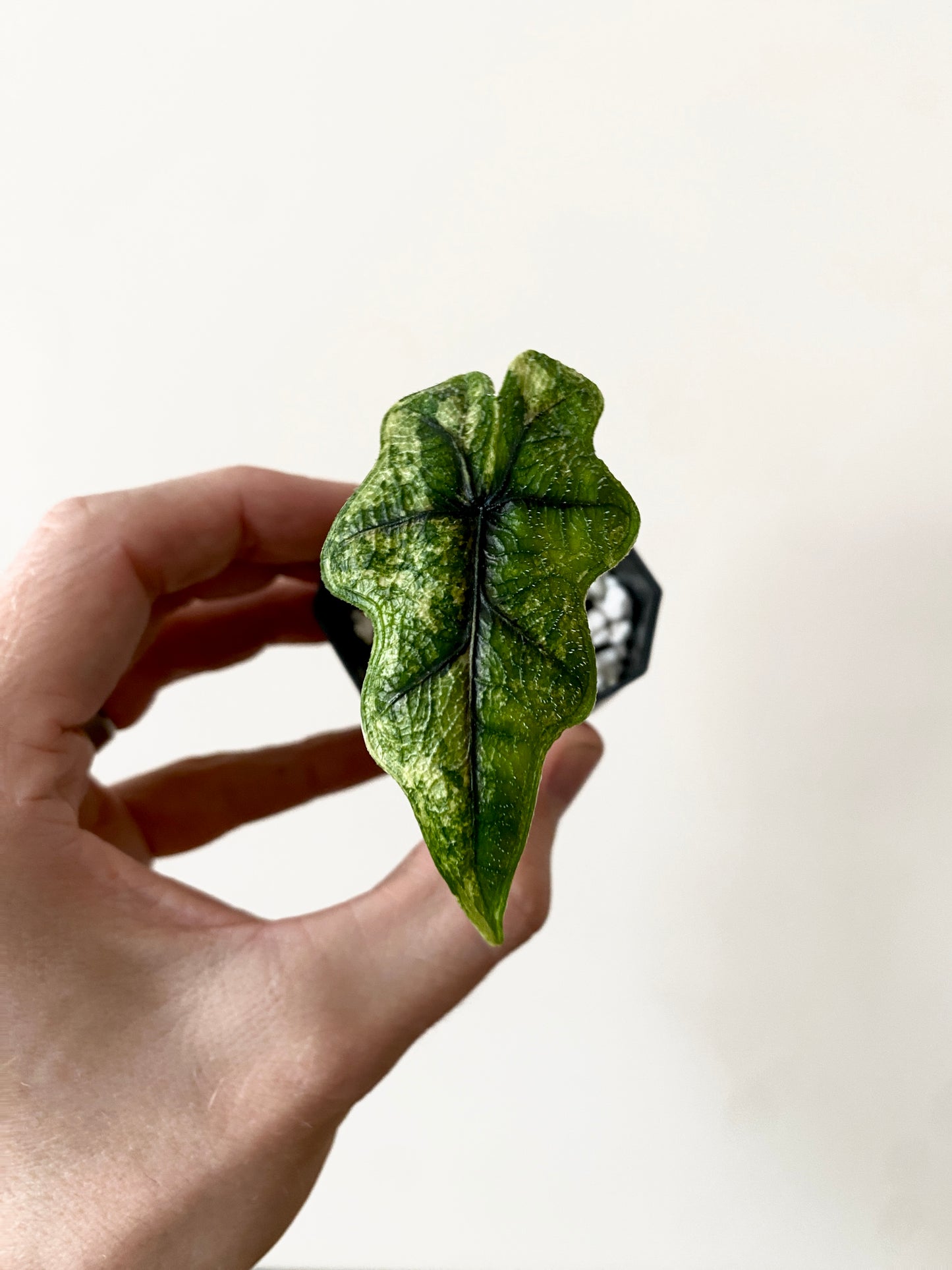 Alocasia Tandurusa 'Jacklyn' Aurea variegated | 5 cm pot