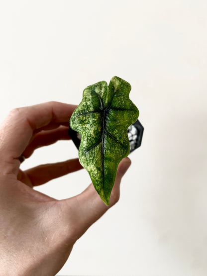 Alocasia Tandurusa 'Jacklyn' Aurea variegated | 5 cm pot