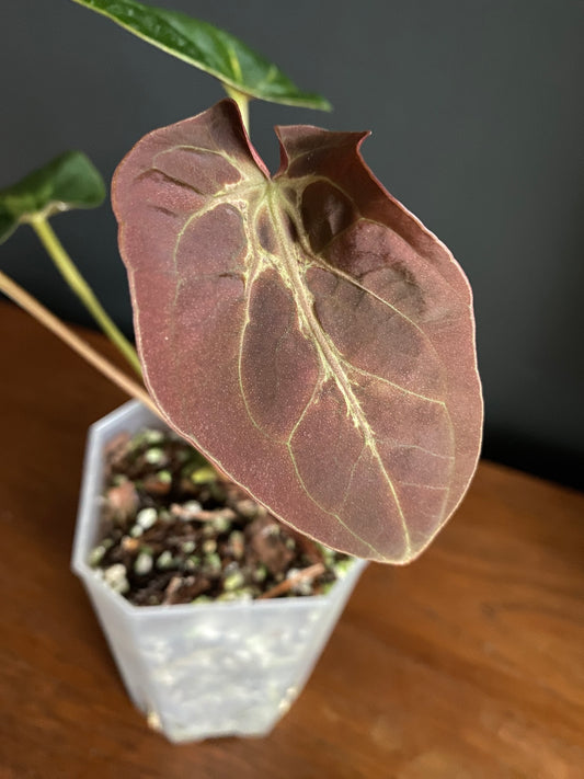 Anthurium Papillaminum Legend mutation | 9 cm pot