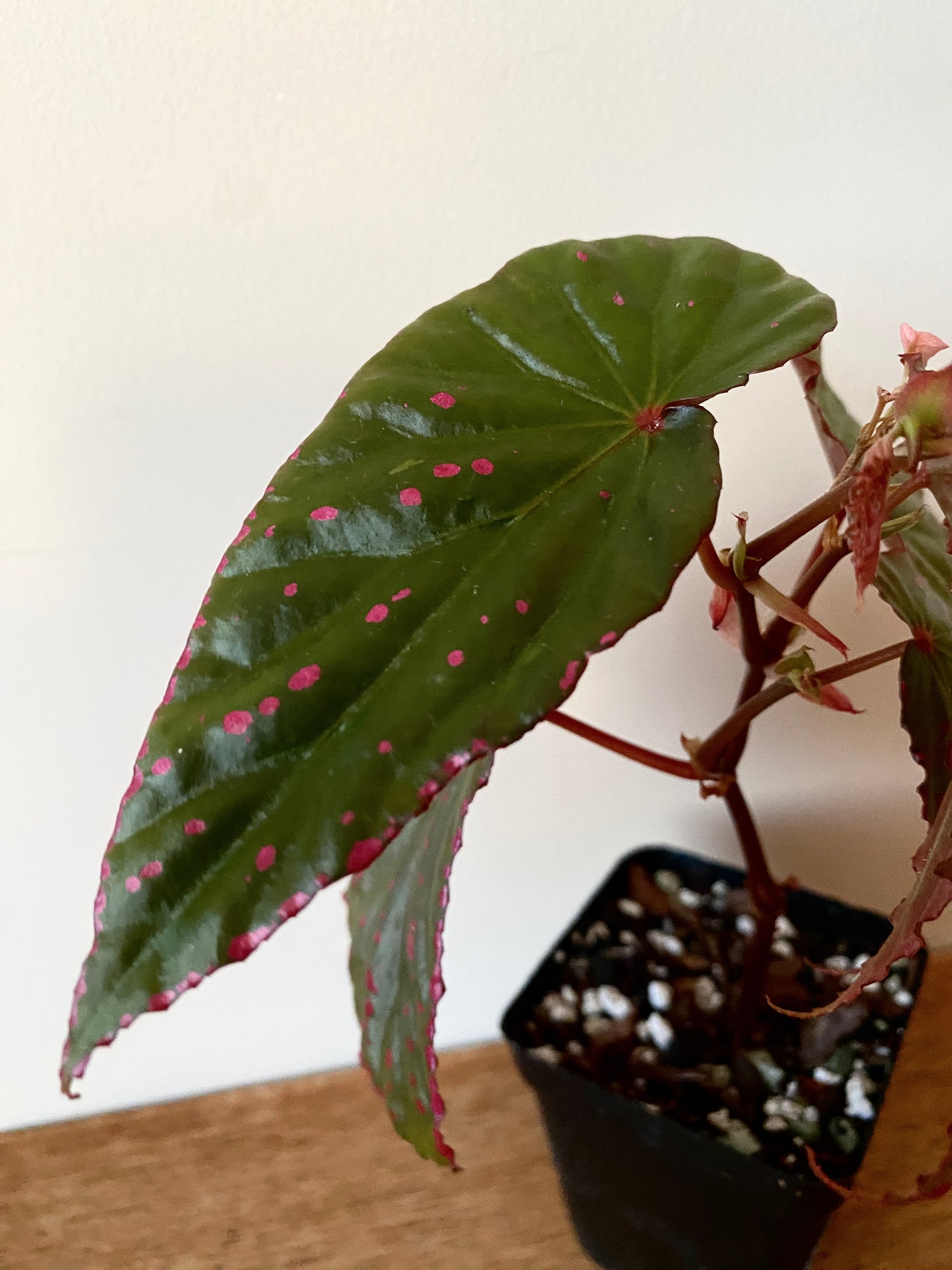 Begonia Negrosensis X Nothobaramensis | 6 cm pot [A]