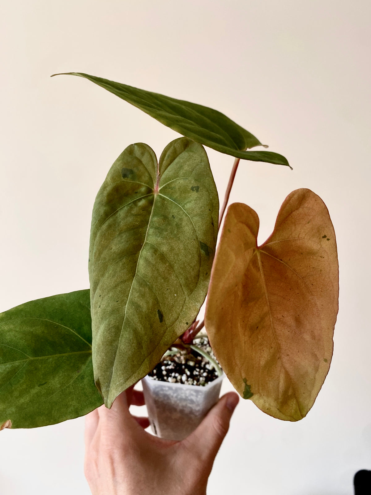 Anthurium Blue Papillilaminum hybrid mint variegated | 7 cm pot