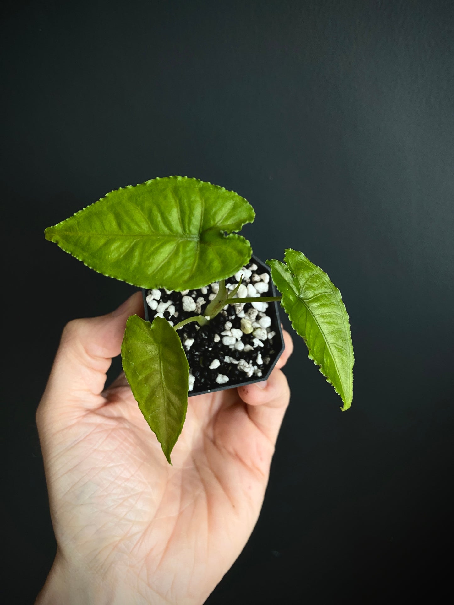 Alocasia Olanii | 5 cm pot [C]