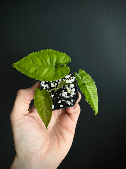 Alocasia Olanii | 5 cm pot [C]