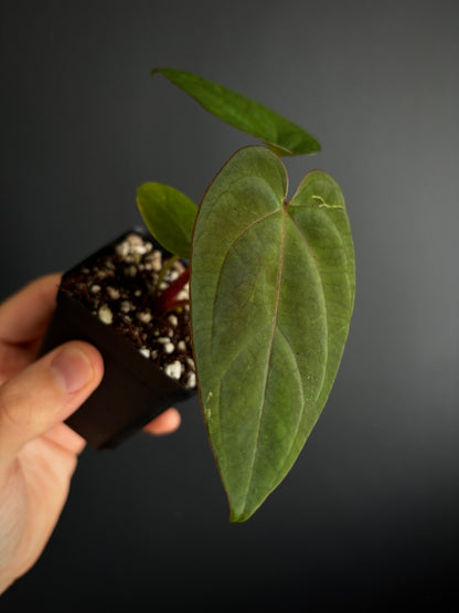 Anthurium NoID 'Code Red' x Papillilaminum A+ | 6 cm pot