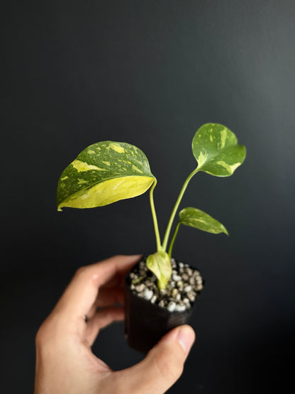 Monstera Deliciosa Electrolyte | 5 cm pot [B]