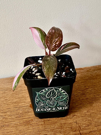 Philodendron Pink Princess | 7 cm pot