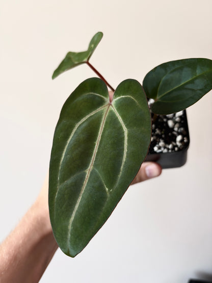 Anthurium Dark Knight X Carlablackiae | 7 cm pot