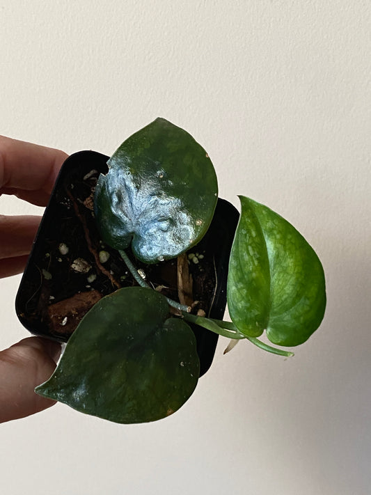 Scindapsus Black Mamba | 7 cm pot