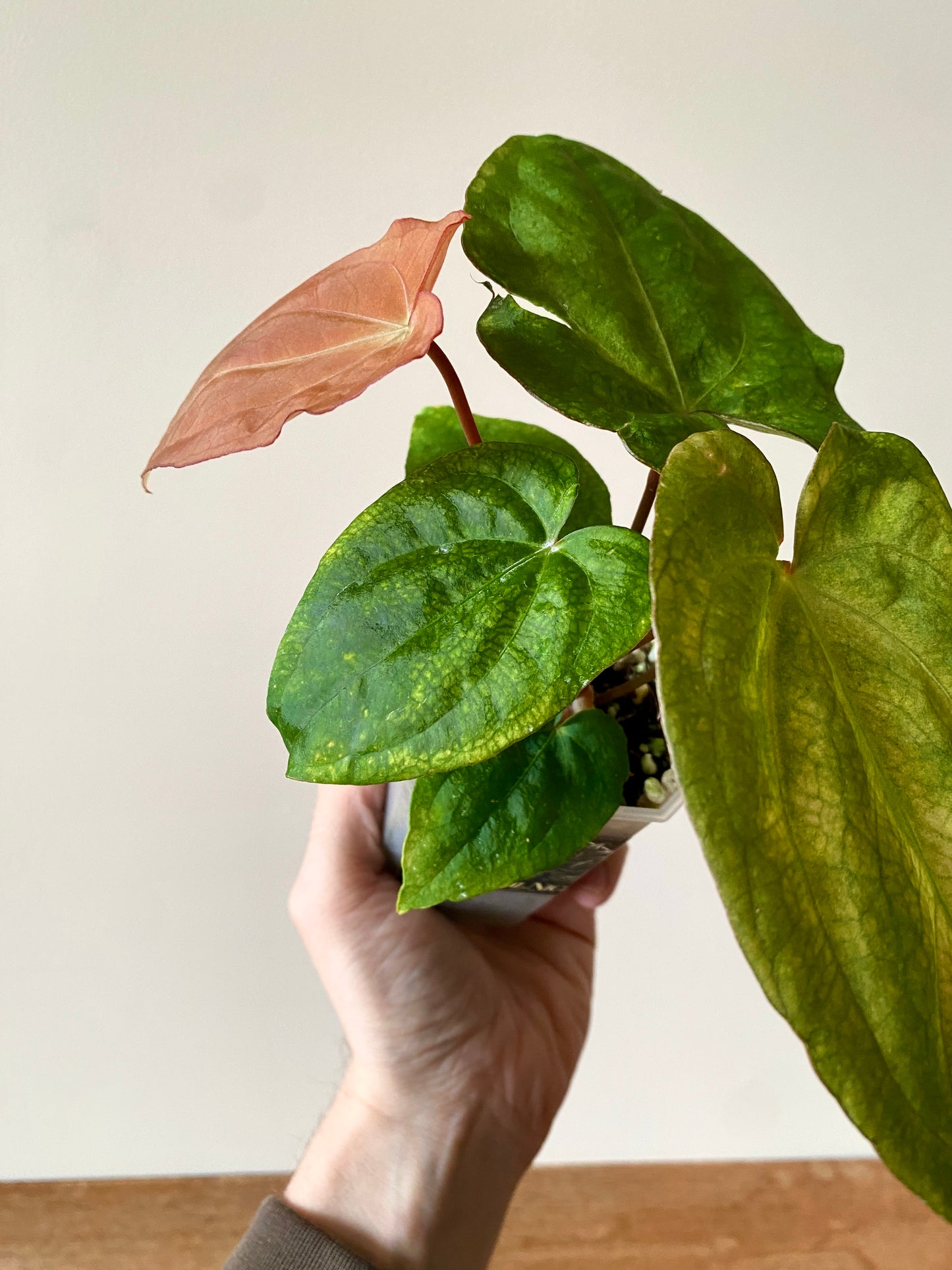 Anthurium RVDP (self) mint variegated | 7 cm pot