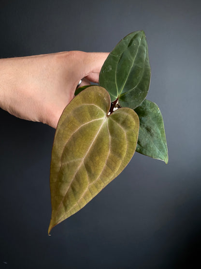 Anthurium Carlablackiae (OG5xRA4) X RVDP | 7 cm pot