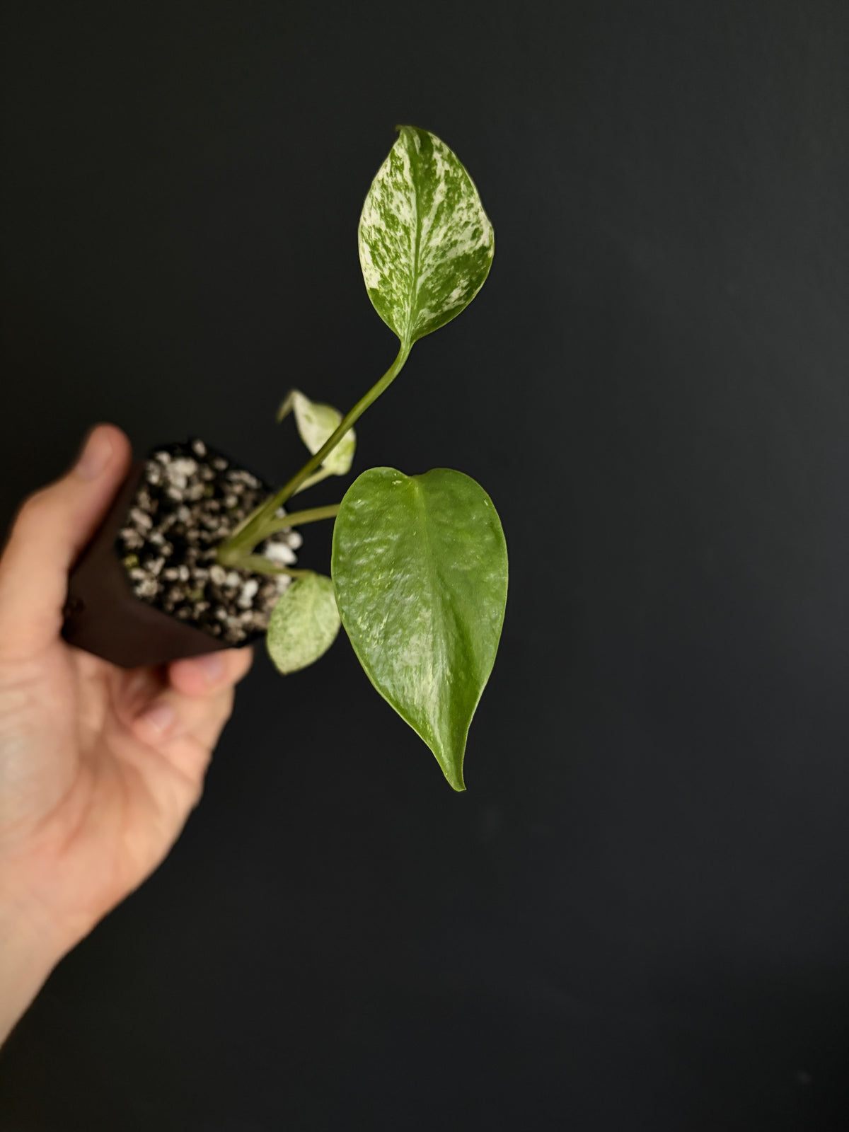 Monstera Star Shadow | 5 cm pot [A]