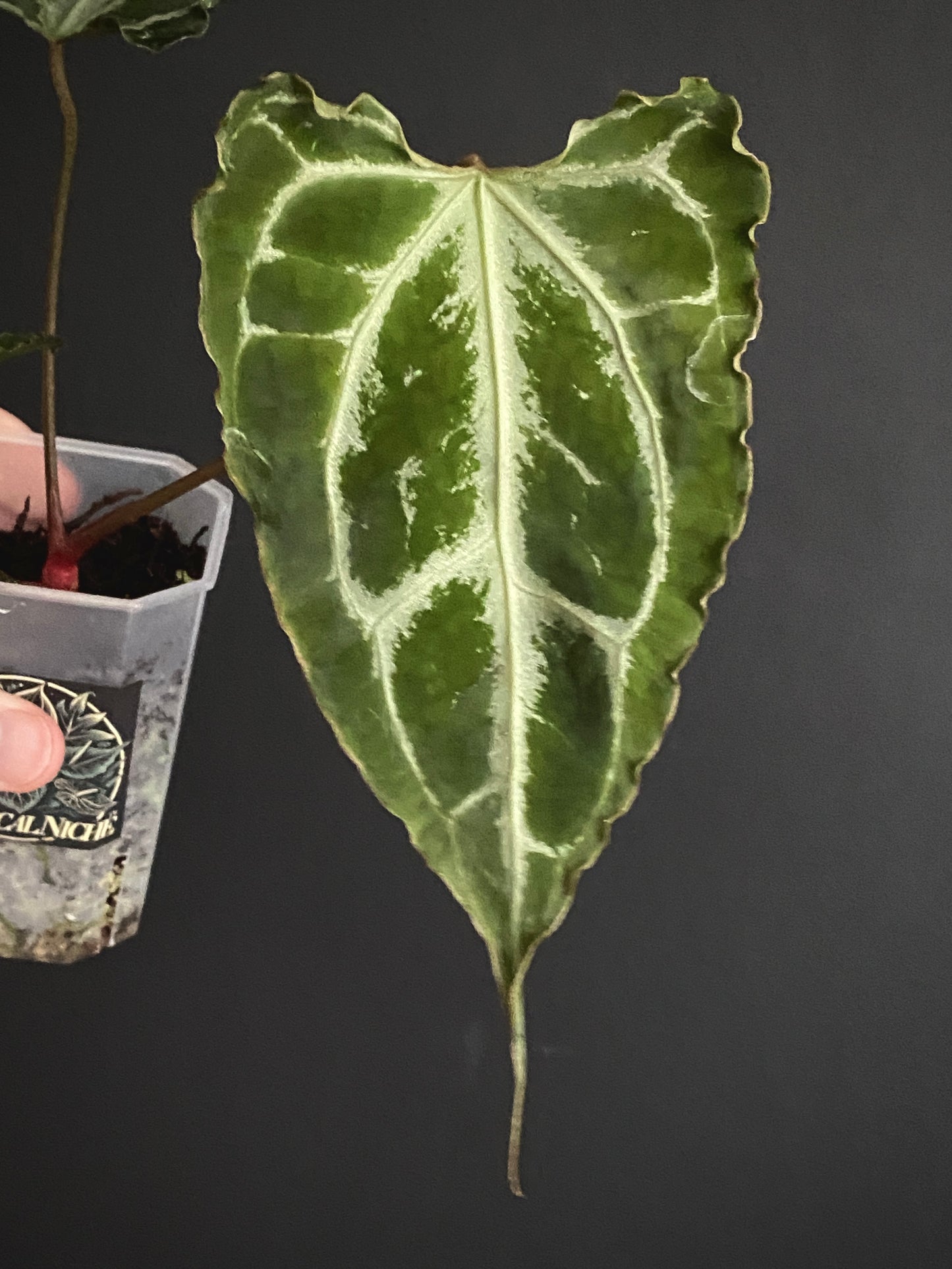 Anthurium Boogie (Muchilis x X-one) F1 | 7 cm pot