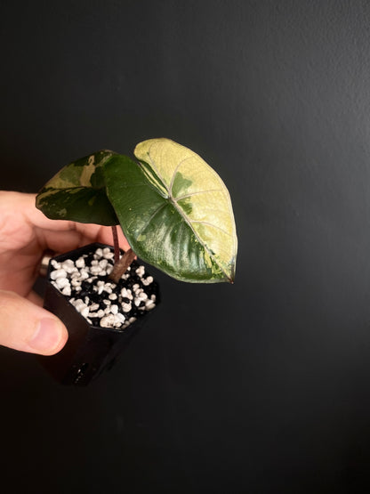 Alocasia Yucatan Princess variegated | 5 cm pot [B]