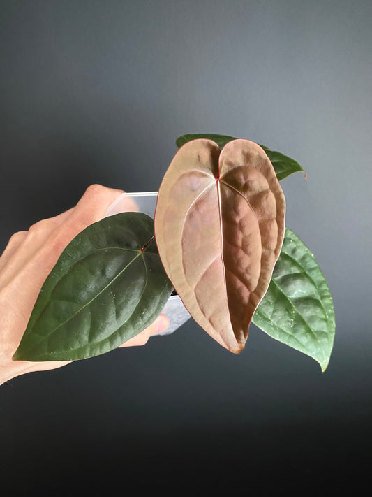 Anthurium DB Red Crystallinum X Luxurians | 9 cm pot