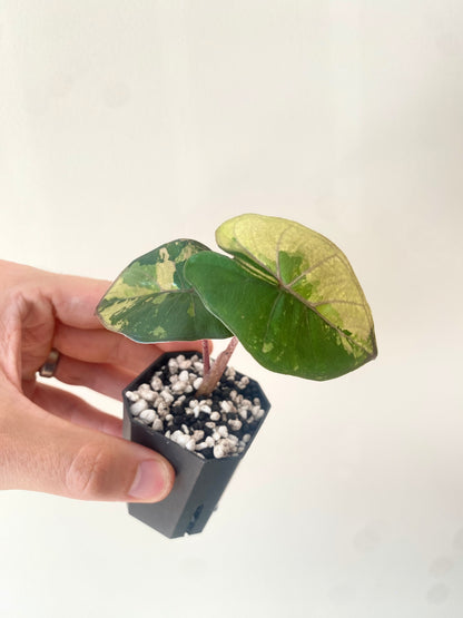 Alocasia Yucatan Princess variegated | 5 cm pot [B]