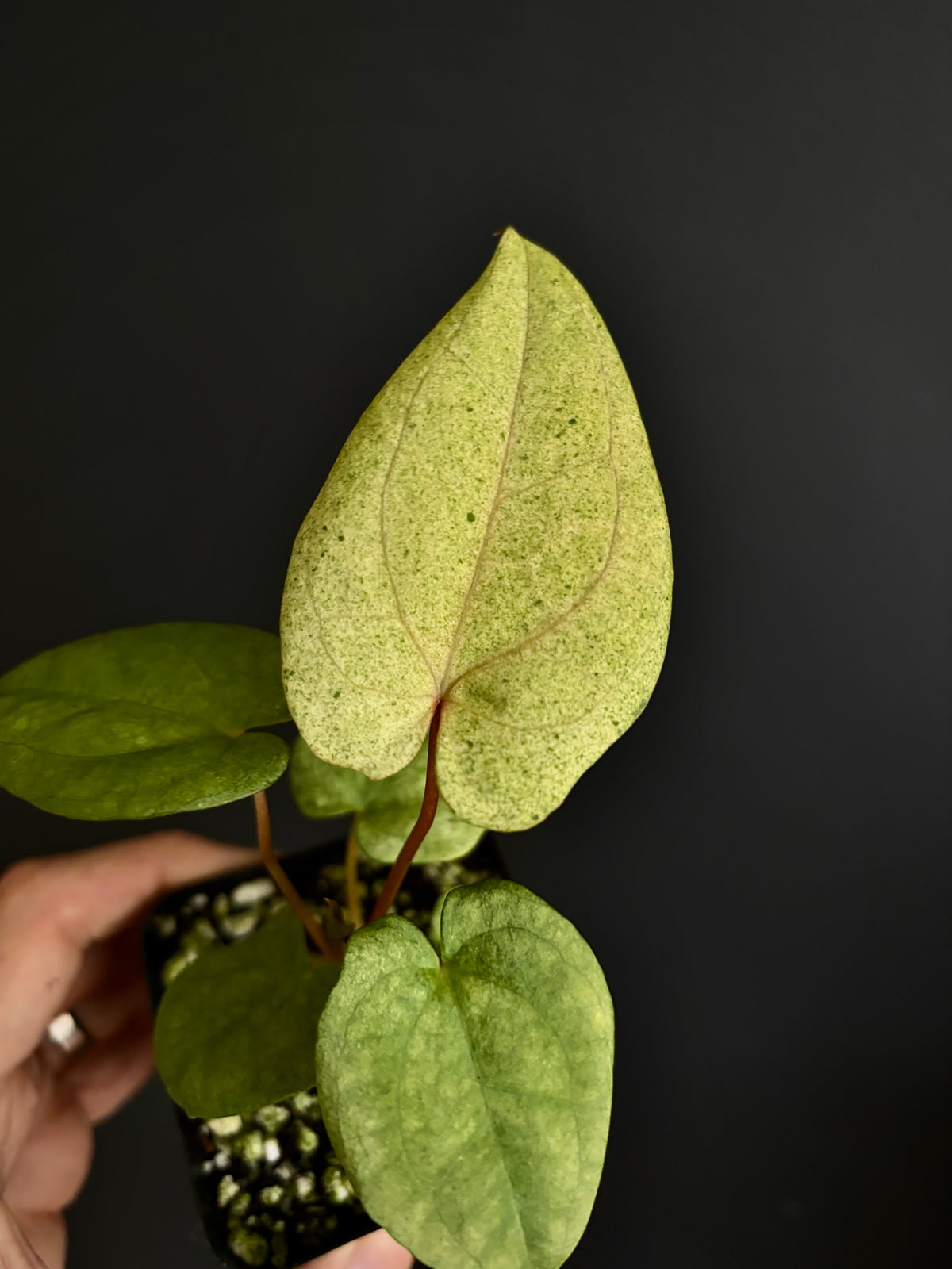 Anthurium Dark Phoenix mint variegated | 7 cm pot [B]