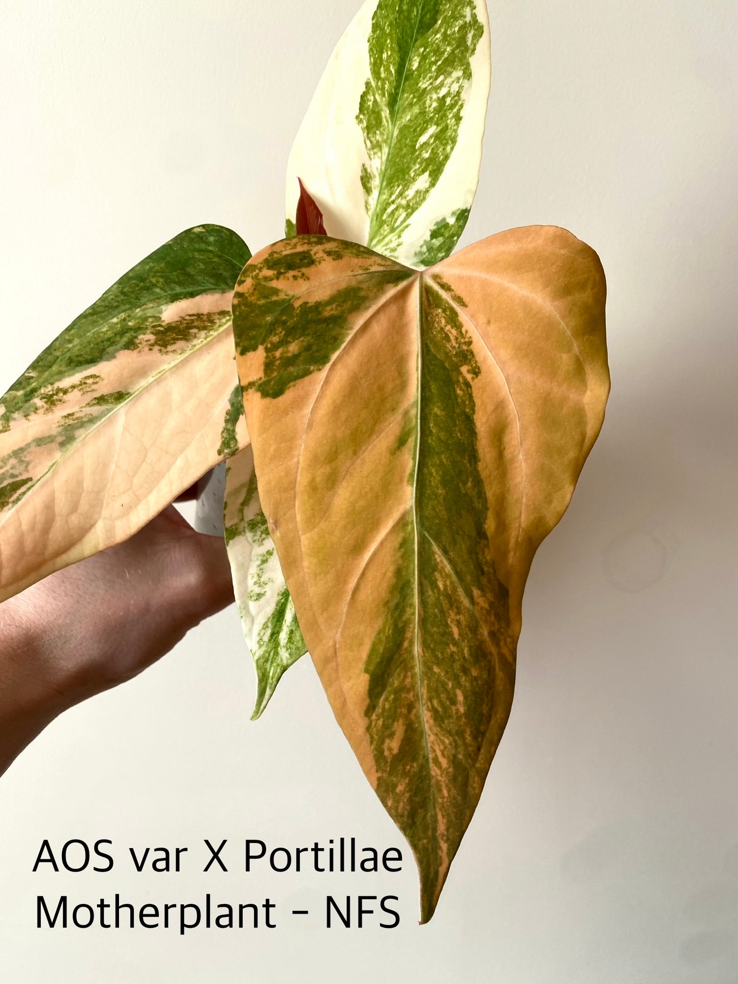 Anthurium Ace of Spaces var X Portillae clone | 7 cm pot [clone A]