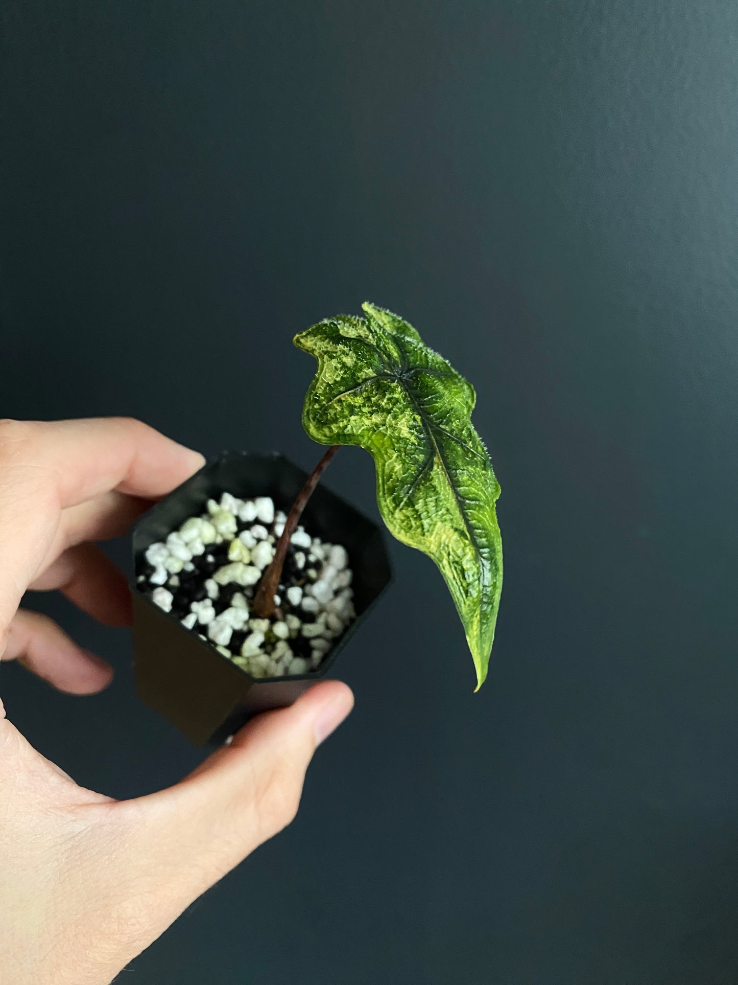 Alocasia Tandurusa 'Jacklyn' Aurea variegated | 5 cm pot