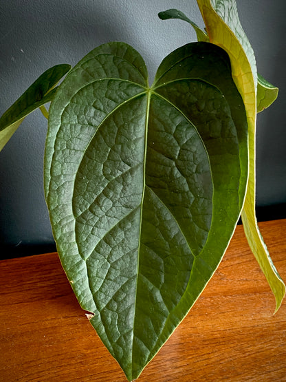 Anthurium Goliath X Luxurians | 12 cm pot